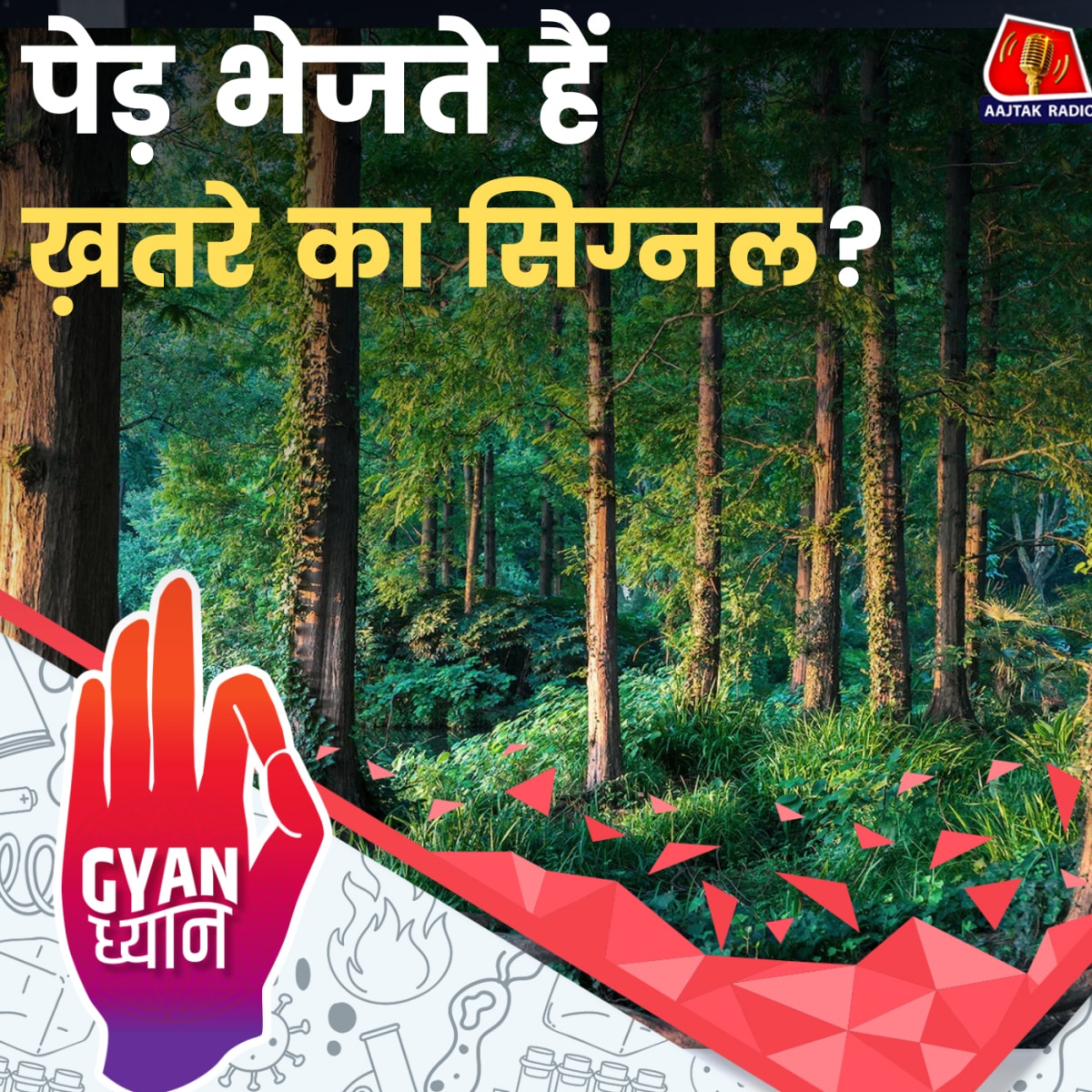 पेड़ों का नेटवर्क काम कैसे करता है?: ज्ञान ध्यान