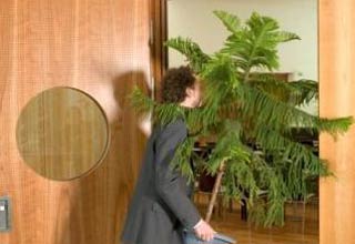 आफिस रहे हरा भरा