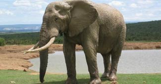 स्‍मृति के धनी होते हैं हाथी