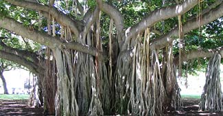 बरगद का पेड़