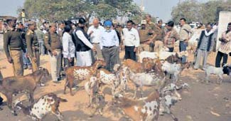 बकरियों का जायजा लेते मोंटेक सिंह अहलूवालिया