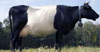 पहाड़ी गाय