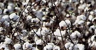 कपास की खेती