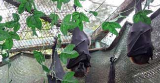 चमगादड़