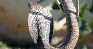 कोबरा सांप