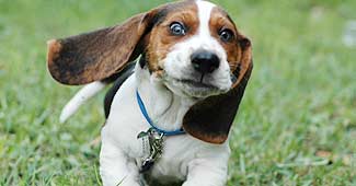 बसेट हाउंड नस्ल का कुत्ता