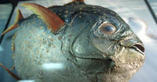 पिरान्हा मछली