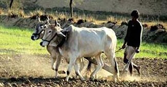 बदहाल किसान