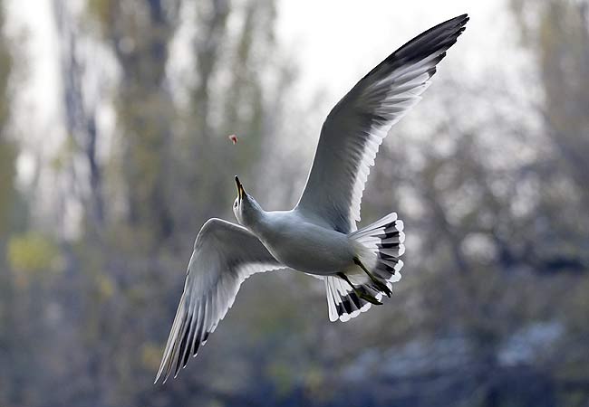 प्रवासी पक्षी