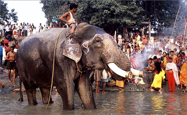 सोनपुर मेले की फाइल फोटो