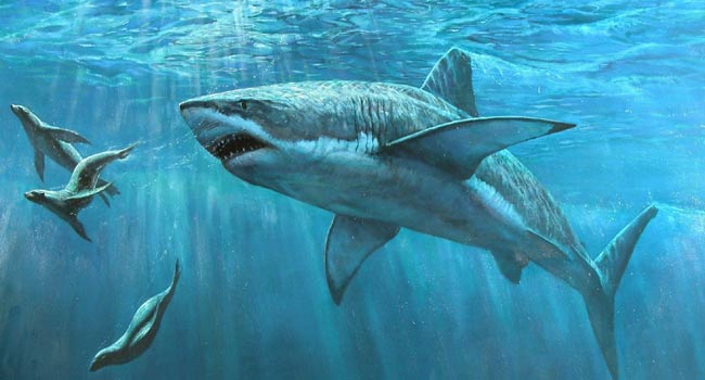 शार्क मछली