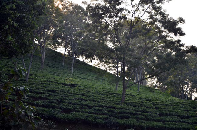 चाय के बागान
