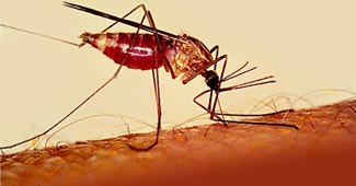 Dengue-Malaria