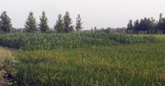 पेड़ों पर भी टैक्स लगेगा