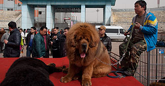 कुत्ते को बाघ के रूप में दिखाया