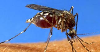 दिल्‍ली में बढ़े डेंगू के मामले