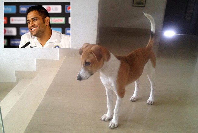 धोनी ने पिल्ले की फोटो अपने ट्विटर पेज पर अपलोड की है