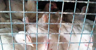 बर्ड फ्लू