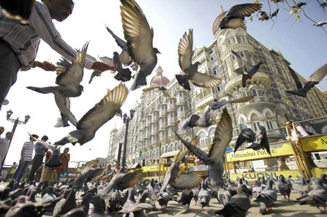 क्या छिन जाएगा कबूतरों से आशियाना?