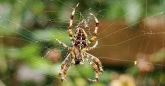 मकड़ी का जाला