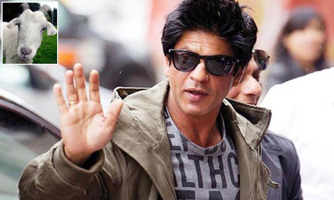 शाहरुख खान