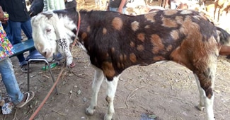 बकरीद आज