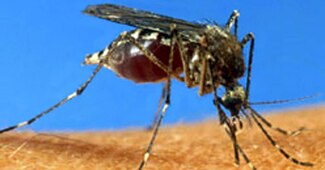 दिल्‍ली में डेंगू का कहर