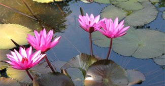 क्या ढंके जाएंगे कमल के तालाब?