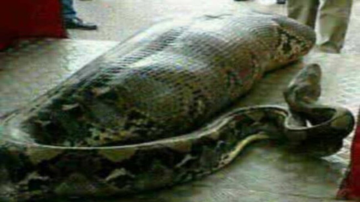 क्या इंसान को निगल गया अजगर? तस्वीर हुई वायरल - what has this python ...