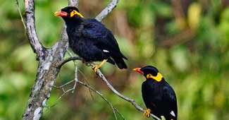 पहाड़ी मैना