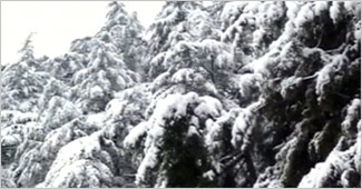 घाटी में ताजा बर्फबारी