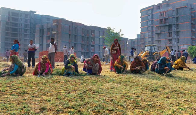 सूखे पड़े लॉन में एक दिन में उगी घास