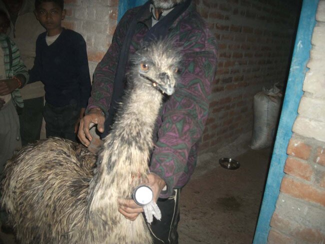 गांव में मिला यह पक्षी अब वन विभाग के पास है