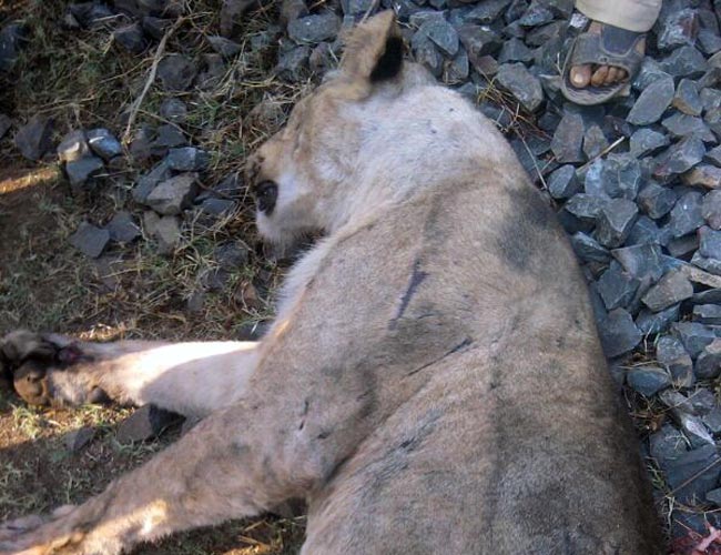 मृत पड़ी शेरनी