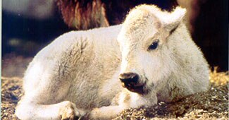 प्रतीकात्‍मक फोटो