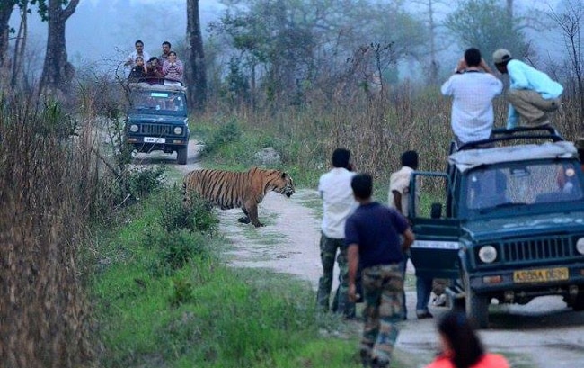 काजीरंगा में पर्यटकों की सुरक्षा भगवान भरोसे!