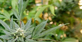 यही है भांग का पौधा...