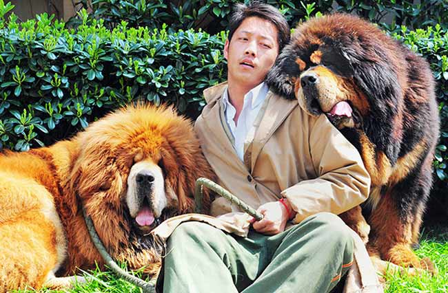 दुनिया का सबसे महंगा कुत्ता