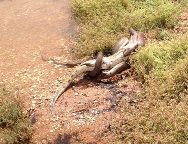 मगरमच्‍छ ने बहुत हाथ-पैर मारे, लेकिन अजगर के सामने उसकी एक न चली