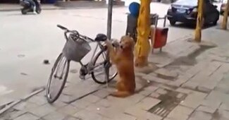 चीन का मशहूर 'बाइक हगिंग डॉग'