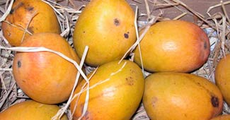 भारतीय आम की सबसे खास प्रजाति अल्फांसो