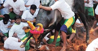 पशु क्रूरता निवारण अधिनियम 1980 के तहत निर्णय