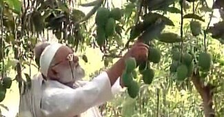 मैंगो मैन कलीम उल्ला