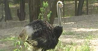 दिल्ली के चिड़ियाघर में शुतुरमुर्ग