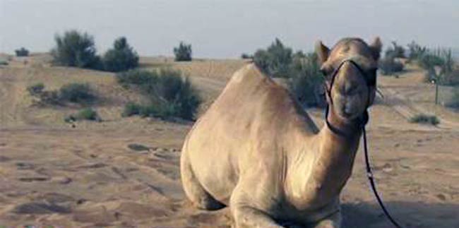 भविष्‍यवाणी करने वाला ऊंट शाहीन