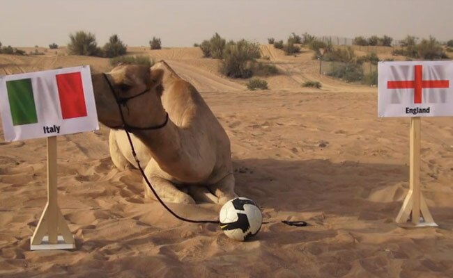 फुटबॉल वर्ल्ड कप की भविष्यवाणी करने वाला ऊंट 'शाहीन'