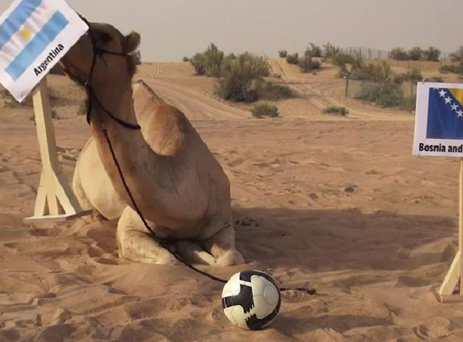दुबई के रेगिस्‍तान में फुटबॉल वर्ल्‍ड कप भविष्‍यवक्‍ता ऊंट शाहीन