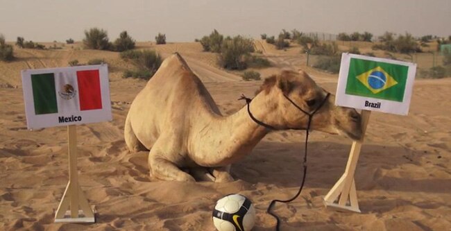 शाहीन की लगातार चार भविष्‍यवाणी सच हुई थी