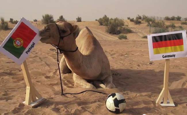 फुटबॉल वर्ल्‍डकप को लेकर शाहीन की लगातार चौथी भविष्‍यवाणी भी सच निकली