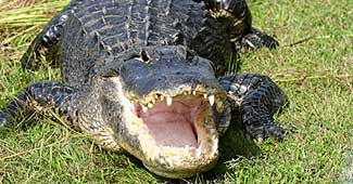 प्रतीकात्मक तस्वीर